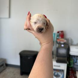 Boy 5 - Cream male Dachshund puppy in Las Animas, Colorado from J&D Dachsies