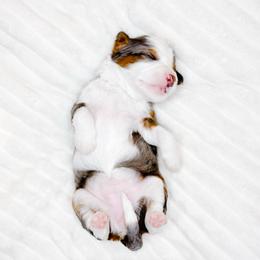 Truly - Blue merle female Bernedoodle puppy in Mahomet, Illinois from Jordan Family Doodles