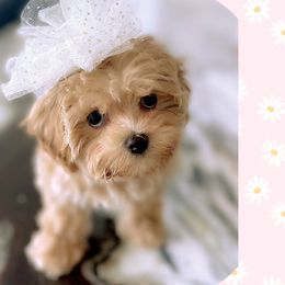 Maltipoos, Poodles, and Shichons from Family Teddy Bears