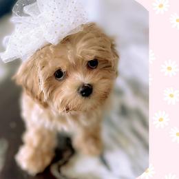 Maltipoos, Poodles, and Shichons from Family Teddy Bears