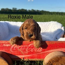 Boy 2 - Apricot male Goldendoodle puppy in Wever, Iowa from JK Royal Lines
