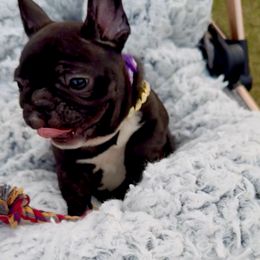 Buttercup - Brindle and white female French Bulldog puppy in Athens, Georgia from Imperial Frenchies