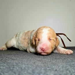 Indy - Parti male Poodle puppy in Plainfield, New Jersey from Caris Paws Poodles and Labradoodles