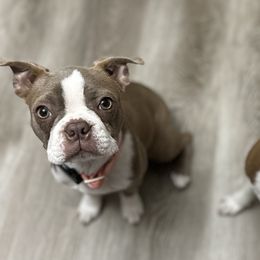 Boston Terriers from Little Miss and Mister Boston Terriers