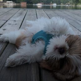 Miniature Schnauzer and Shih Tzu All Grown Up from Farmview Puppies