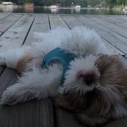 Miniature Schnauzer and Shih Tzu All Grown Up from Farmview Puppies