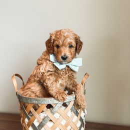 Blaze - Apricot Goldendoodle puppy in Soddy Daisy, Tennessee from The W Doods