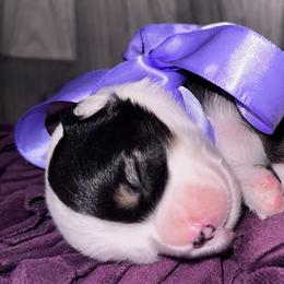 Aussiedoodles, Australian Shepherds, Miniature American Shepherds, and Sporty Mixes from Heart2Heart Pups LLC