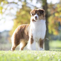 Serena - Australian Shepherd