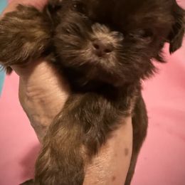 Tessie - Shih Tzu puppy from Bows and Bot Ties