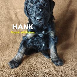 Hank - Black male Poodle puppy in Poplarville, Mississippi from Hatch & Homestead LLC