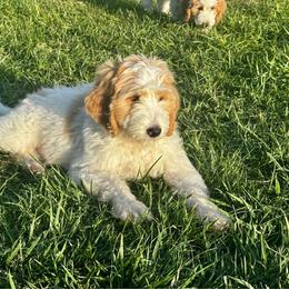 Rocky - Parti male Goldendoodle puppy in Roseville, California from Luna Snickerdoodles