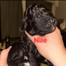 Nile - Black male Goldendoodle puppy in Prosperity, Pennsylvania from Stelladoodles & Company