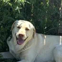 Star - Labrador Retriever