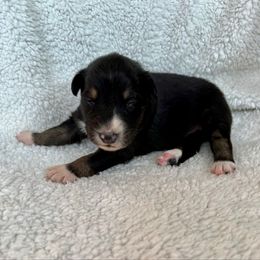 Simon - Black tri-color male Australian Shepherd puppy in Blomkest, Minnesota from Meljestic Farms