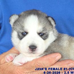 JAVA'S FEMALE 1 - Gray and white female Siberian Husky puppy in Manilla, Iowa from Bruck's Siberian Huskies