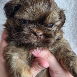 Lou Lou Who - Liver male Shih Tzu puppy in Jenks, Oklahoma from Northstar Shih Tzu