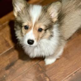 Green Collar Boy Basil - Red male Pembroke Welsh Corgi puppy in Paris, Kentucky from Flat Run Corgis