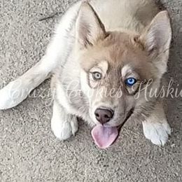 Siberian Husky Puppies from Crazy Cookies Huskies