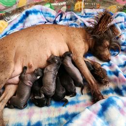 Chinese Crested Puppies from Willow Creek Cresteds, Riverview Doodles