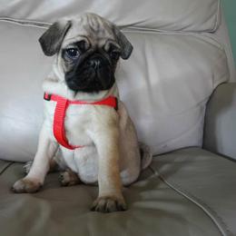 Red girl - Fawn female Pug puppy in Bainbridge, Ohio from Snuggle Pugs