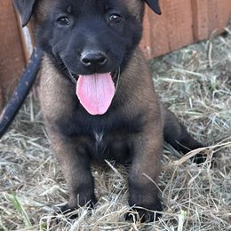 Blue - Fawn sable male Belgian Malinois puppy in Ellerbe, North Carolina from Grand Prix Kennel
