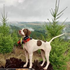 Pointers from Rimrock Pointers