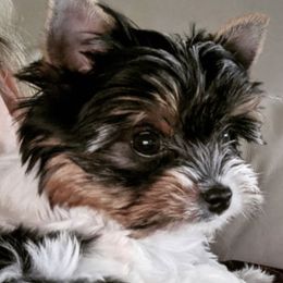 Savvy - Biewer Terrier