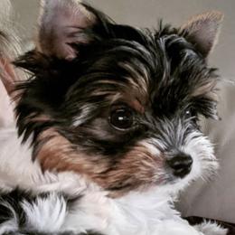 Savvy - Biewer Terrier