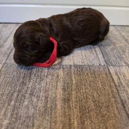 Almond - Brown and white female Aussiedoodle puppy in Lithia, Florida from Waterford Doodle Farm