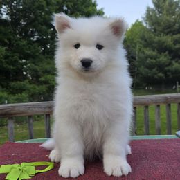 Lime girl - White female Samoyed puppy in Alma, Michigan from Limelight Samoyeds