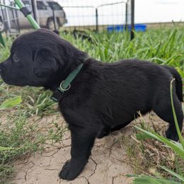 Dilute Retriever and Labrador Retriever Puppies from LC Hunting Labs, LLC.