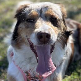 Australian Shepherds from Oma K’s Aussies