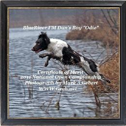 English Springer Spaniel All Grown Up from Blue River Kennel