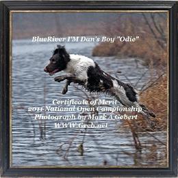 English Springer Spaniel All Grown Up from Blue River Kennel