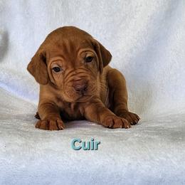 Dragon 5 - Golden rust female Vizsla puppy in Kentucky from Willow Ridge Kennel
