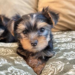 Boy2 - Black and tan male Yorkshire Terrier puppy in National City, California from SD_Yorkies619