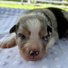 Molly - Blue merle female Australian Shepherd puppy in Bunnell, Florida from Royal Biewer and Royal Aussies