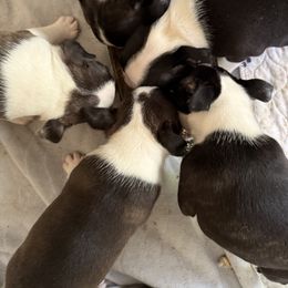 Boy 4 - male Boston Terrier puppy in Columbus, North Carolina from Bradley’s Bostons