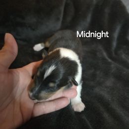 Midnight - Black white and tan male Collie puppy in Lafayette, Indiana from Katrina's Collies