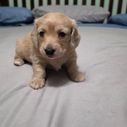 Stormy - Cream female Dachshund puppy in Piqua, Ohio from Happy Tails Doxie's