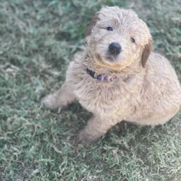 Goldendoodle Puppies from RKay K9s