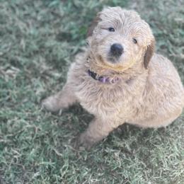 Goldendoodle Puppies from RKay K9s