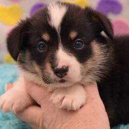 Drift - Fluffy - Black and tan male American Corgi puppy in Lithia, Florida from Diamondcrest Inc