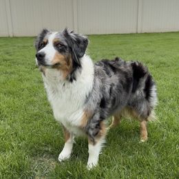 Madi - Australian Shepherd