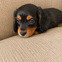 Boy 3 - Black and tan male Dachshund puppy in Stroud, Oklahoma from Route 66 Dachshunds