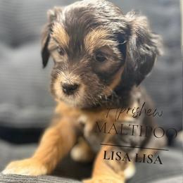 Prague - Phantom female Maltipoo puppy in Weatherford, Texas from Aprishew Maltipoo
