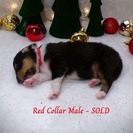 Red Collar Tri Color Male - Black white and tan male Collie puppy in Gleason, Tennessee from Liberty Collies