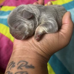 Male 1 - Tricolors male French Bulldog puppy in Lawrenceville, Georgia from Amore Frenchies