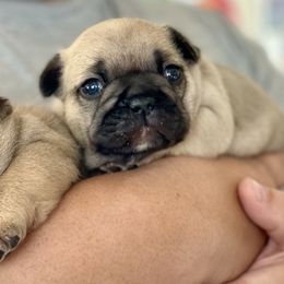 French Bulldog Puppies from Von Bales French Bulldogs